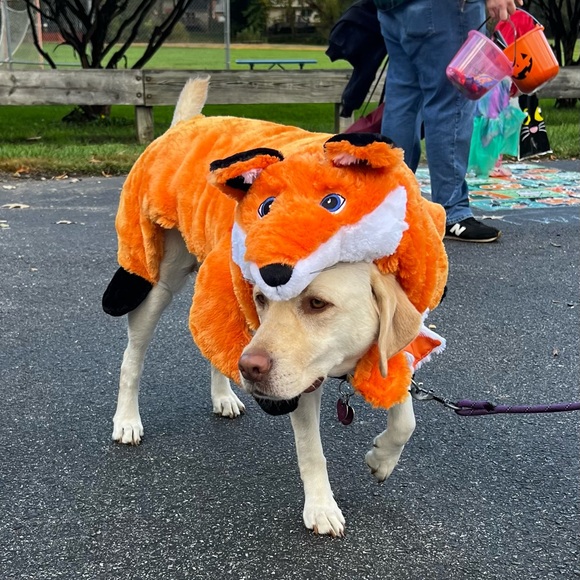 Plush Fox Costume for XXL Dog by Spooky Night - Picture 3 of 11